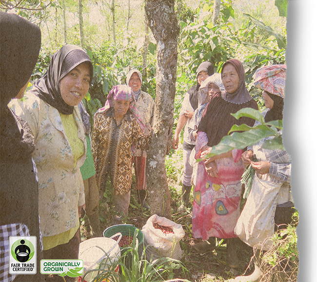 Sumatra Kokowagayo by Airis Coffee Roasters | Airis - Coffee Beans | Good as Gold Coffee