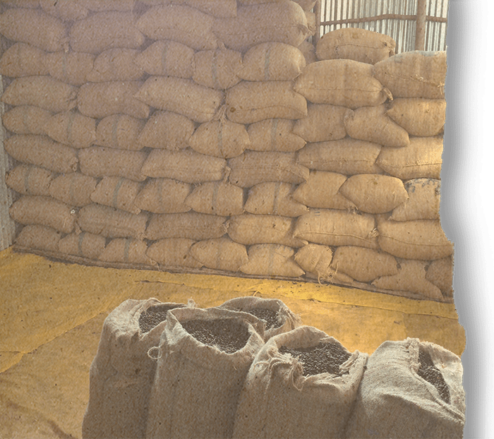 Ethiopian Guji Shakiso, Gr 1 by Airis Coffee Roasters | Airis - Coffee Beans | Good as Gold Coffee