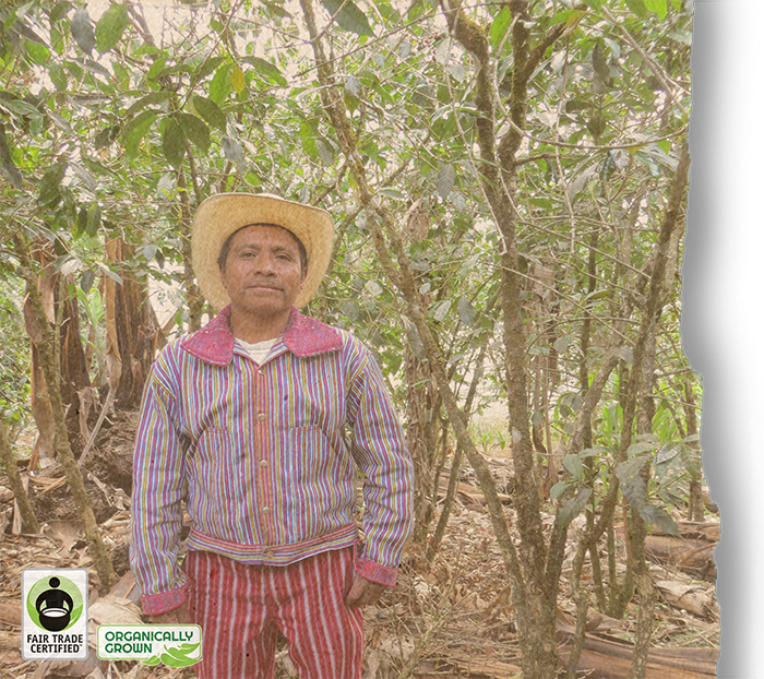 FTO Guatemala Codech by Airis Coffee Roasters | Airis - Coffee Beans | Good as Gold Coffee