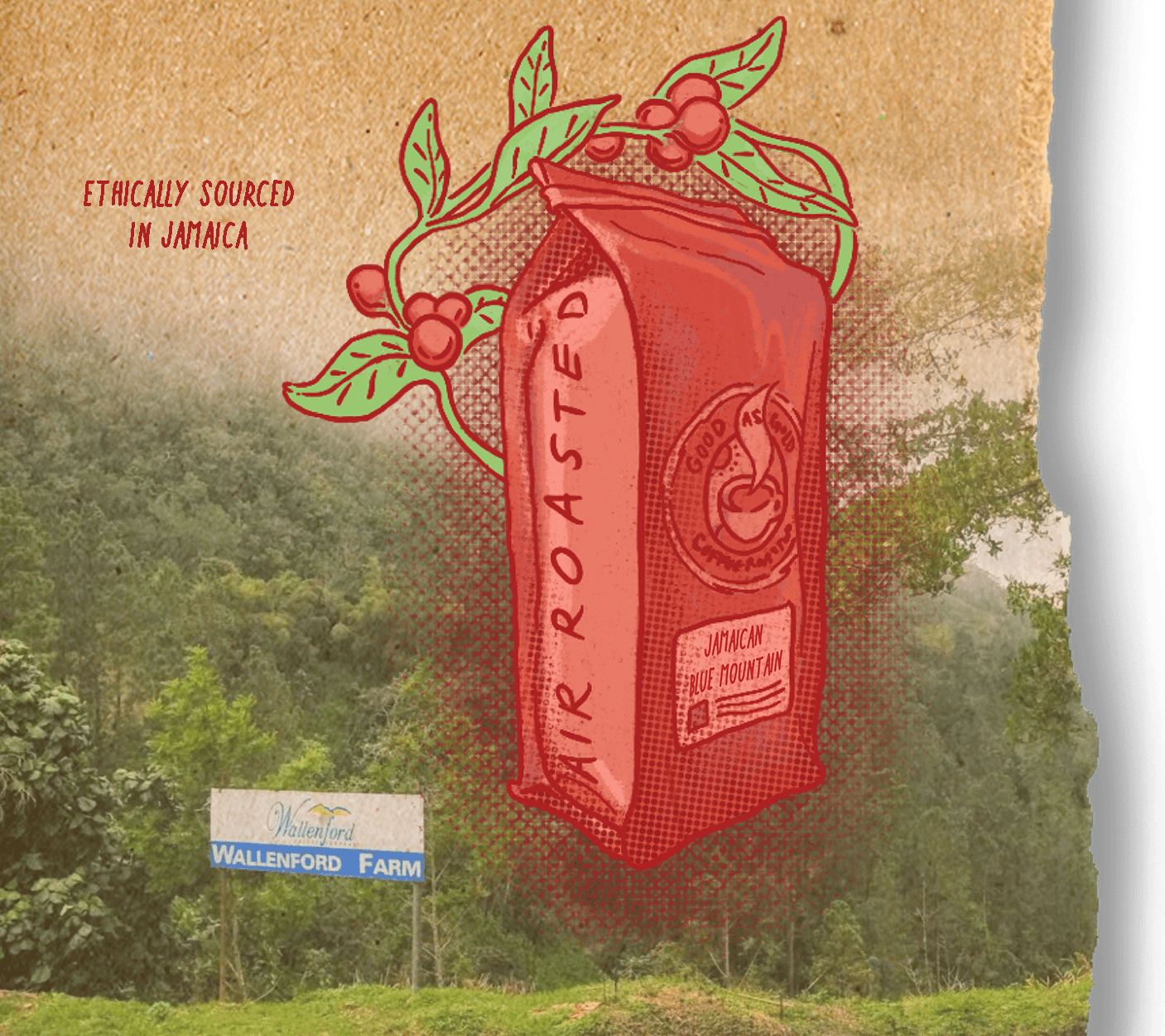 Jamaica Blue Mountain - Wallenford Estate by Good as Gold | Coffee Beans - Single Origin | Good as Gold Coffee