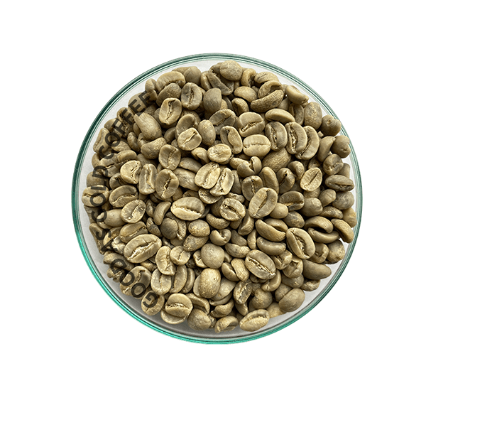 Guatemala Pacayalito Green Unroasted Coffee by Good as Gold | Unroasted Coffee Beans | Good as Gold Coffee