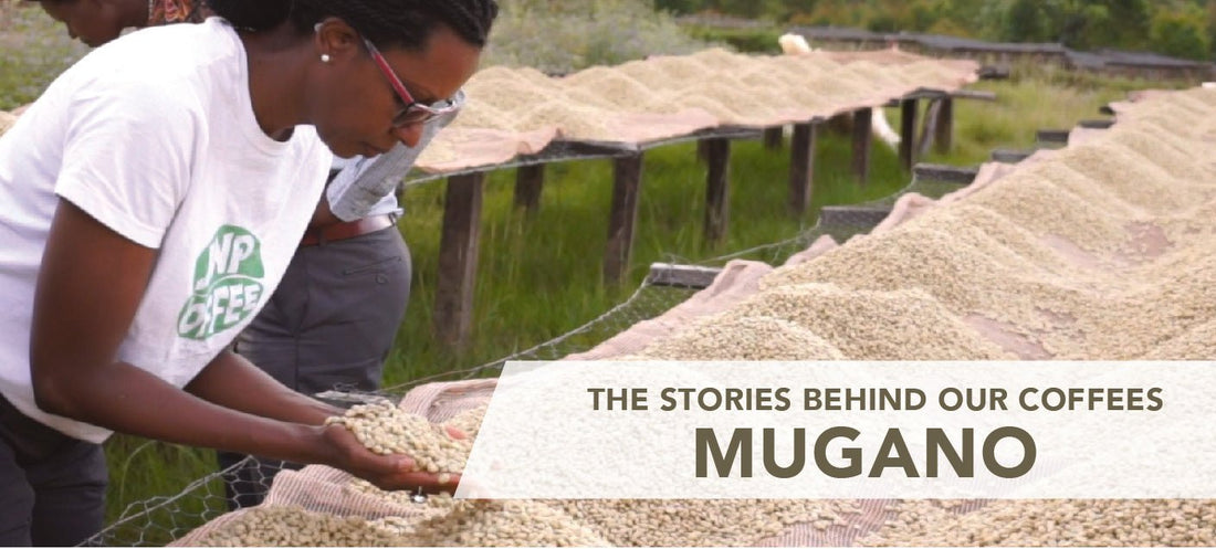 Introducing Burundi Mugano ... Our Latest Good As Gold Coffee - Good as Gold Coffee