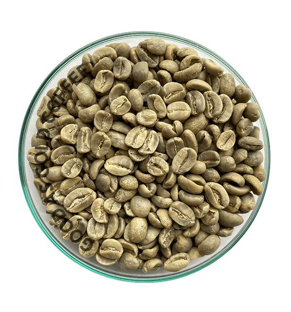 Guatemala Pacayalito Green Unroasted Coffee by Good as Gold | Unroasted Coffee Beans | Good as Gold Coffee